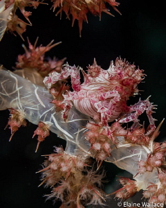 Soft coral crab by Elaine Wallace 